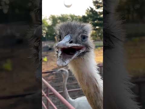Kevin The Handsome Aggressive Rhea