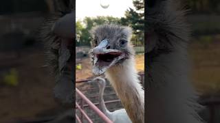 Download lagu Kevin The Handsome Aggressive Rhea mp3 Download lagu Kevin The Handsome Aggressive Rhea mp3