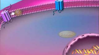 Understanding Bipolar Disorder