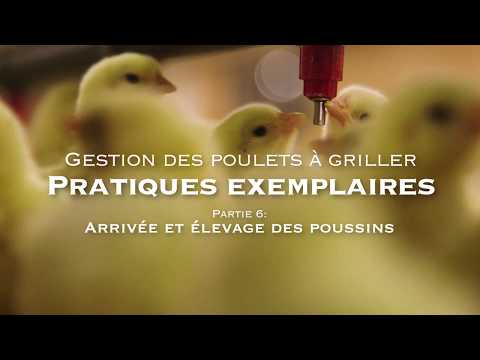 , title : 'Gestion des poulets à griller - Pratiques Exemplaire: Arrivée et élevage des poussins'