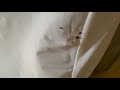 A Bunch of Bed Bugs in the Bed in Woodbridge, NJ
