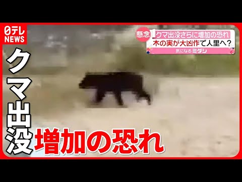 秋にはブナの実が豊作になります