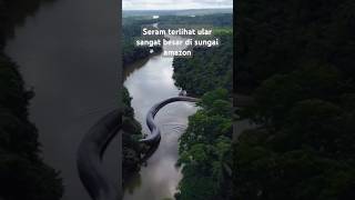 Download lagu Terlihat ular raksasa di sungai amazon #snake #python #ular #shortsvideo #shotrs #amazon mp3