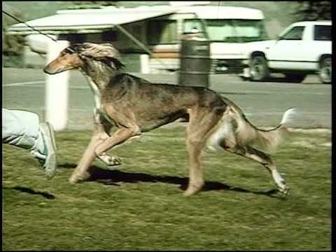 Saluki - AKC Dog Breed Series