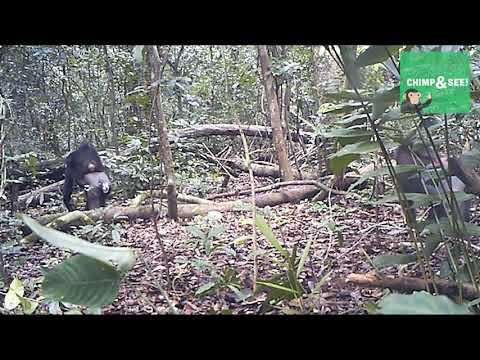 chimp mandrill multispecies
