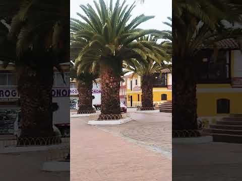 Las Palmeras del parque Aquitania Boyacá