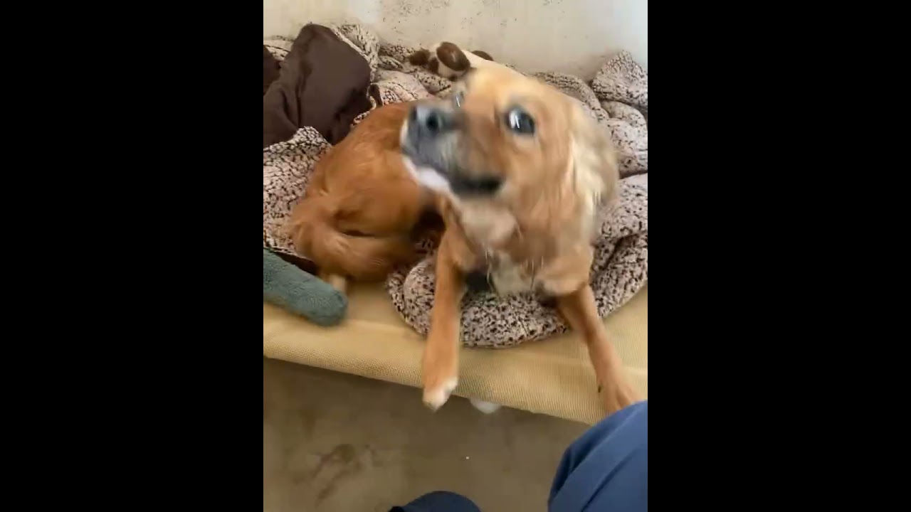 Enlarge Dolly, a Adoptable Australian Shepherd in Grand Junction, CO video 6/6