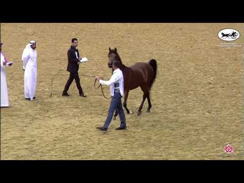 N 278 NAIF AL ZAEEM   Qatar Nationals for Individual Owners 2022   Stallions 7 10 Years Old Class 11