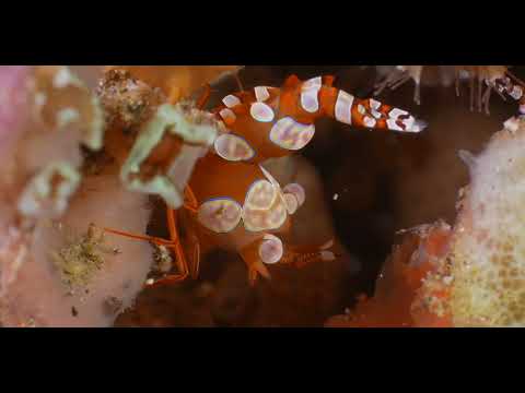 25 Shrimp C - scuba diving video