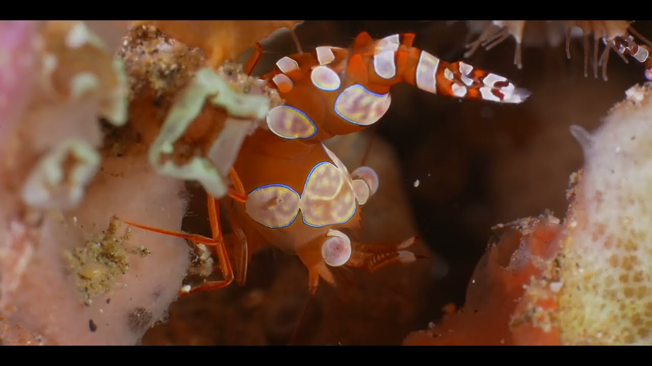 Third of 6 Tropical Pacific Shrimp videos, genus and species 