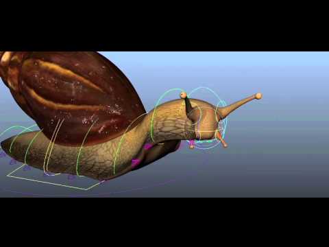 The snail Breakdowns