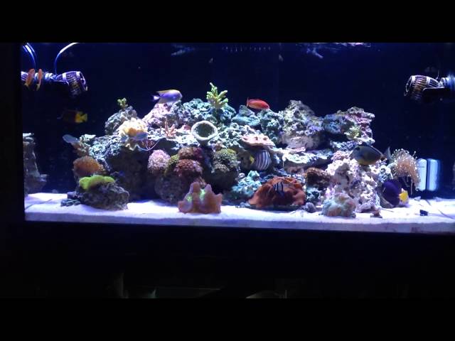120g Reef Tank - SC aquariums - Start up - initial investment