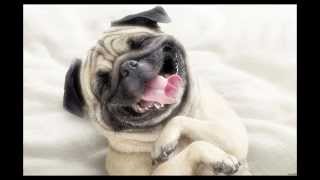 Hank C. Burnette - "Hound Dog"