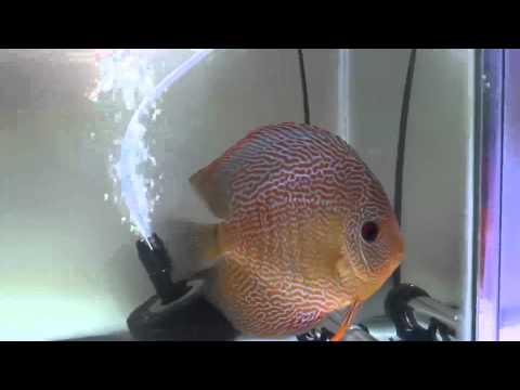 MN Aquarium Society Tropical Fish Show 2012