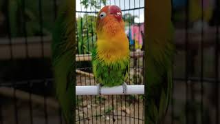 Download lagu Lovebird Konslet Obot || Betina Konslet...#short mp3