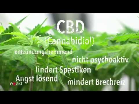 Cannabis – Unterschied CBD und THC