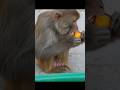 monkey peel orange #feedinganimal