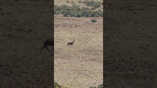 Cazando con Mauser M25