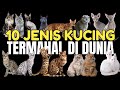 10 JENIS RAS KUCING TERMAHAL DI DUNIA