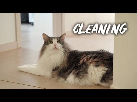 The day to clean litter boxes | Norwegian forest cat
