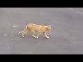 Cute Young Orange Tabby Cat Meowing Lost N Phoenix Dec 30 2021 A
