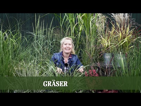 Gräser - Alles zu Arten und Ansprüchen von Gräsern