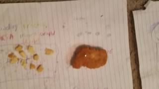 MRSA infection process