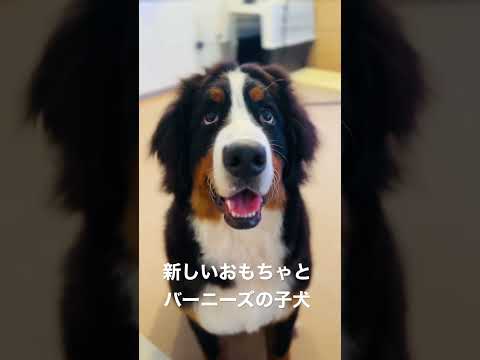 ミニおもちゃの犬の品種