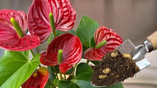 Ein wahrer Schatz für alle Ihre Pflanzen! 👍 Super Erde für ANTHURIUM, PHILODENDRON UND AGLAONEMA 🌿