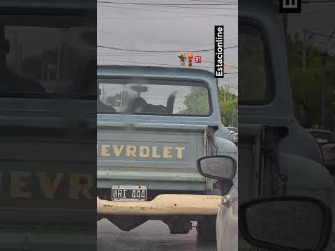 Con su perro de copiloto, se ganó la lotería de la vida