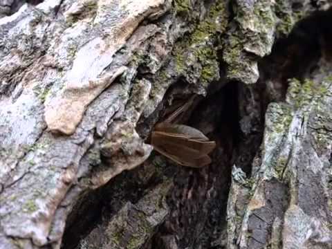 Tree crickets in dead elm