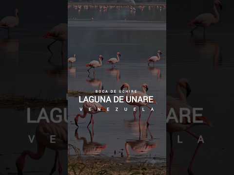 Majestuosa Laguna de Unare, un santuario vivo en el estado Anzoátegui #bocadeuchire #v28infinito
