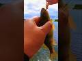 Video Thumbnail for Another  nice Bluegill ? #perch #fishing #shorts