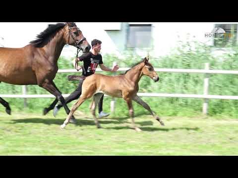 Hengstfohl von Origi x Comann x Lantano