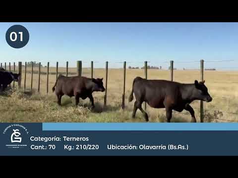 Lote Machos - Olavarría Bs As