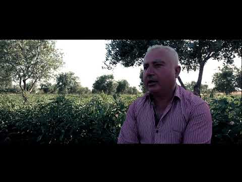 تقرير مرئي حول تقديم المكتب الخدمي في لواء الوقاص تسهيلات للثروة الزراعية في ريف مدينة عفرين