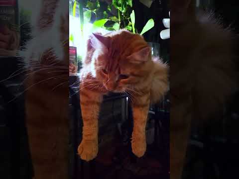 🐱My Big Cat Family_Liusia  says meow 🐱#short #shortvideo #shortscatsvideos #cats #cat #cutecats