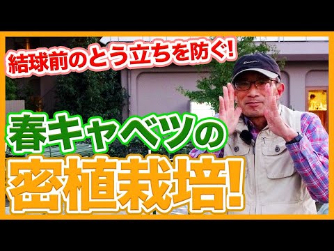 キャベツガと自然に戦う方法は？簡単な手段で感染を防ぐことはできるのでしょうか？  庭園