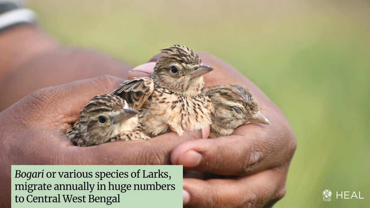 ARREST OF BOGARI (LARK) TRADERS IN MURSHIDABAD, WEST BENGAL, INDIA