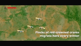 Meet Red-crowned Cranes at Sinopec Shengli Oilfield in Winter