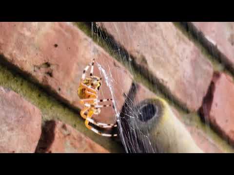 Close Up of an Orb Weaver Spider in Deal, NJ