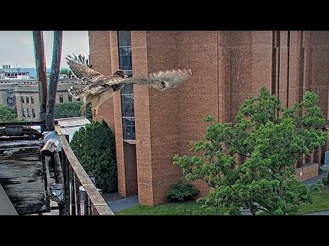👀 Fledge Alert! 👀 #CornellHawks Nestling "O1" Makes First Flight on Solstice! | June 20, 2025
