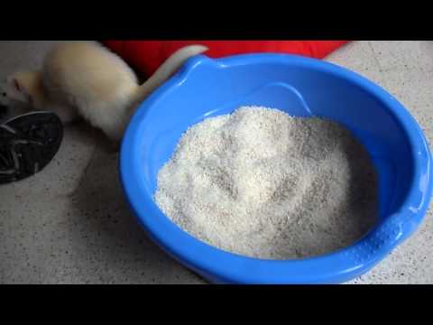 Piscina de arroz - Godolfo