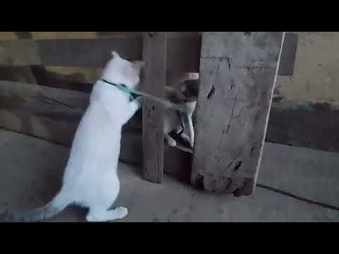 when your best friend gets a new best friend 😄😄😄