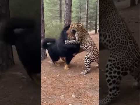 Male Mastiff Rescues Puppy From Leopard At Camp! 💥 #mountain #mastiff #rescue