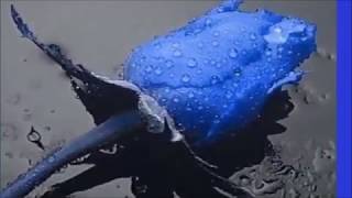 Catedral  - Sol De Primavera