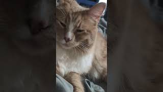 眠そうな猫 #可愛い猫 #猫 #cat