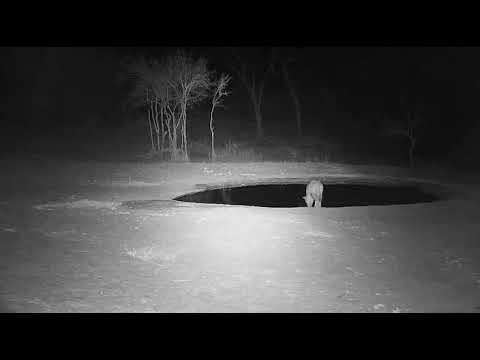 Injured Hyena-Tsaka-Djuma Private Game Reserve 11-5-19