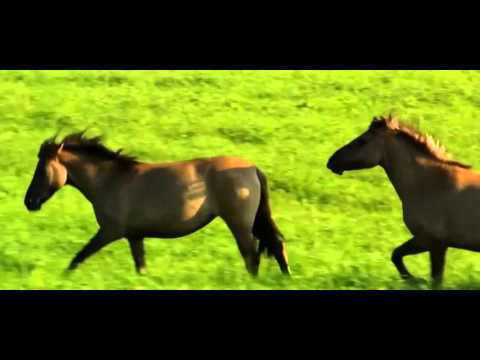 RAZVAN TRENTEA - NUMAI TU ☆ 2015 ☆