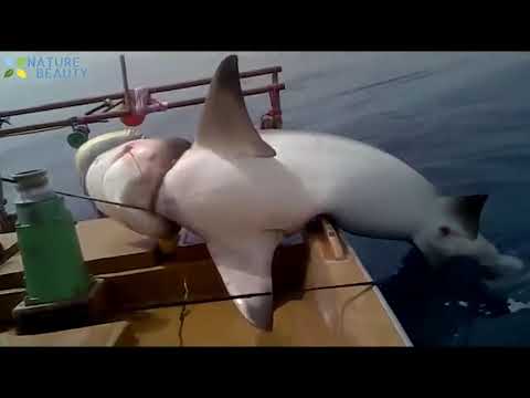 Top 5  Pêche dangereuse , Catching Big Tuna, Mes plus grosses prises